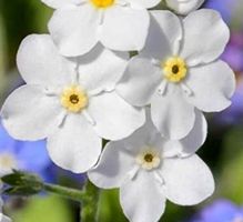 50 Samen  Blume Weißes Vergissmeinnicht