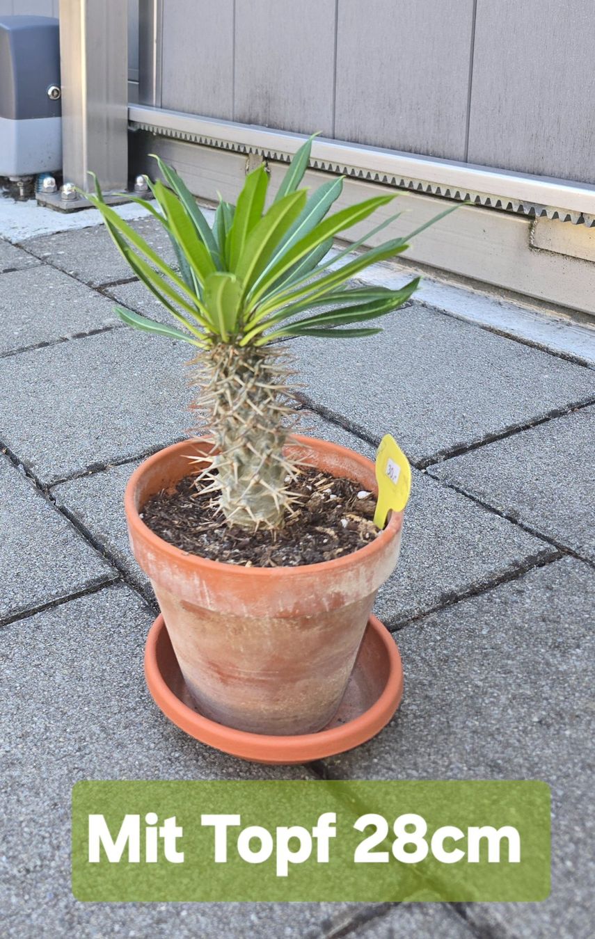 Plantes & graines: Madagaskar Palme – D'occasion à Aarburg par Glitzerschein