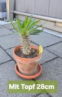 Madagaskar Palme