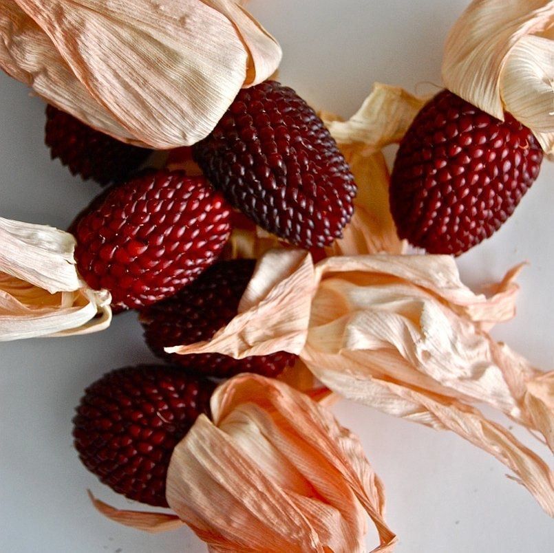 Piante & sementi: 40 Samen STRAWBERRY CORN Mais – Nuovo (secondo la descrizione) da Ehrendingen venduto da VerveinaSamen 1