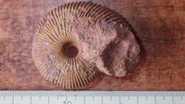 schöner Ammonit aus Anwil  BL