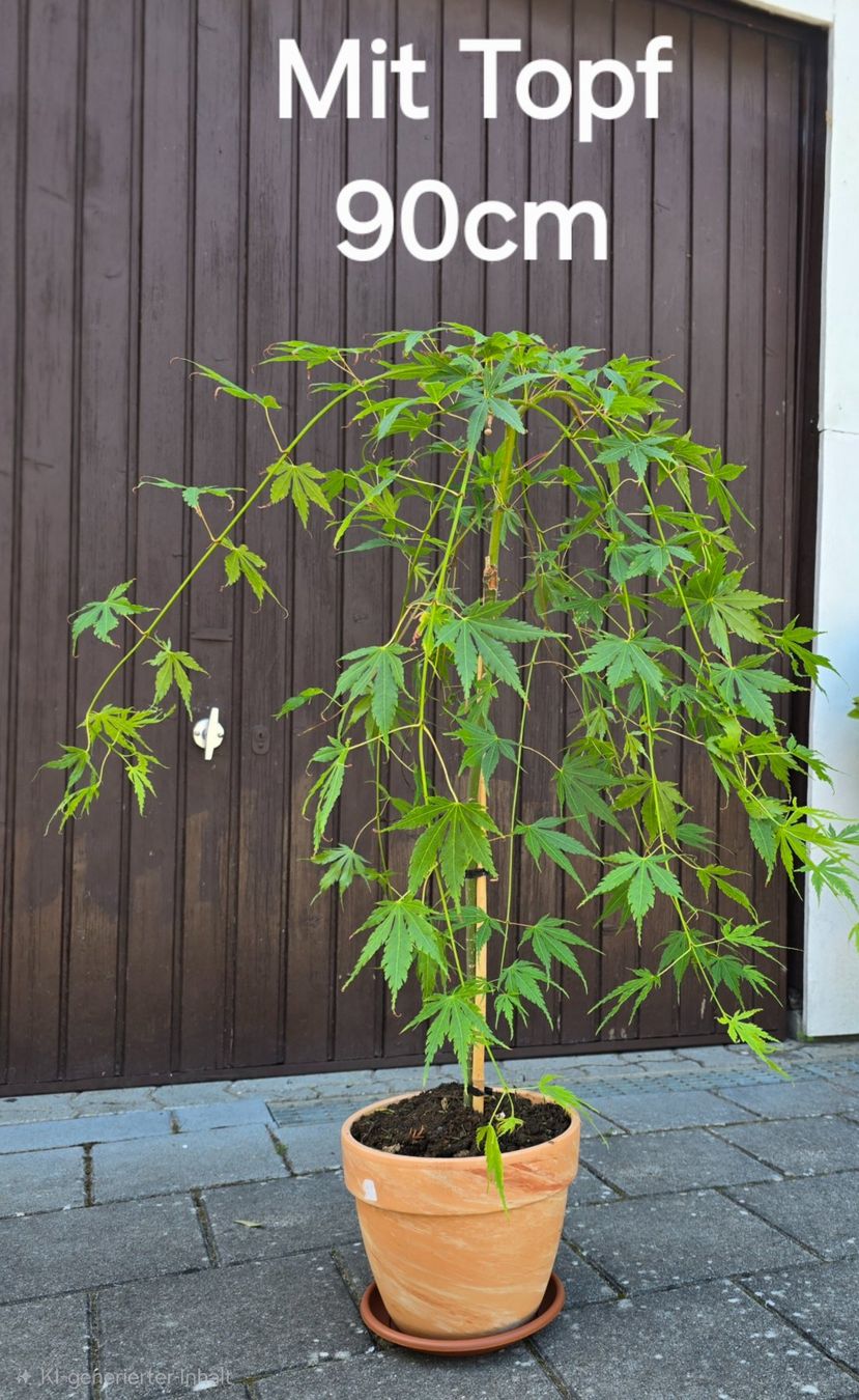 Piante & sementi: Japanischer Ahorn (Cascade Emerald) – Nuovo (secondo la descrizione) da Aarburg venduto da popkorn65