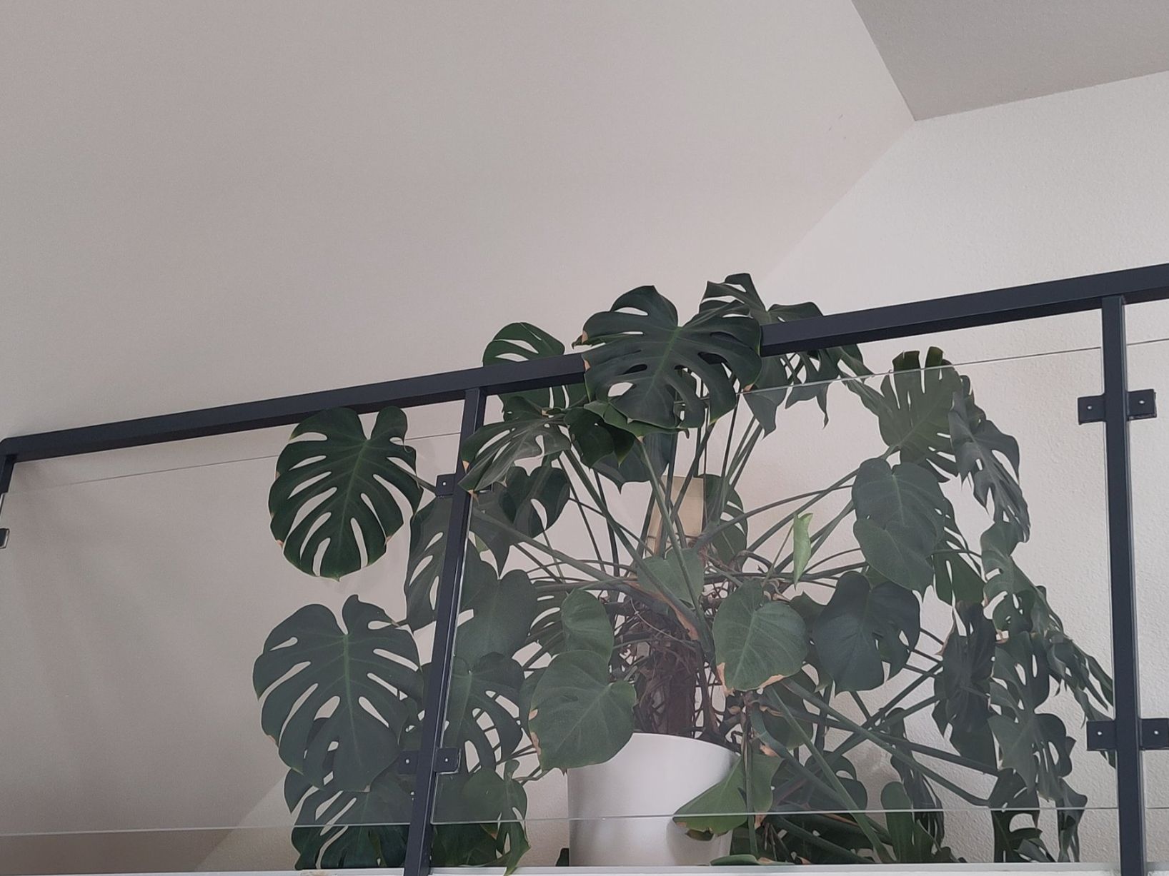 Piante & sementi: Riesige Monstera – Usato da Zürich venduto da babsypsilon