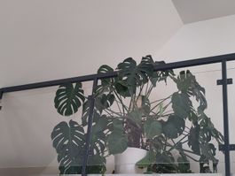 Riesige Monstera