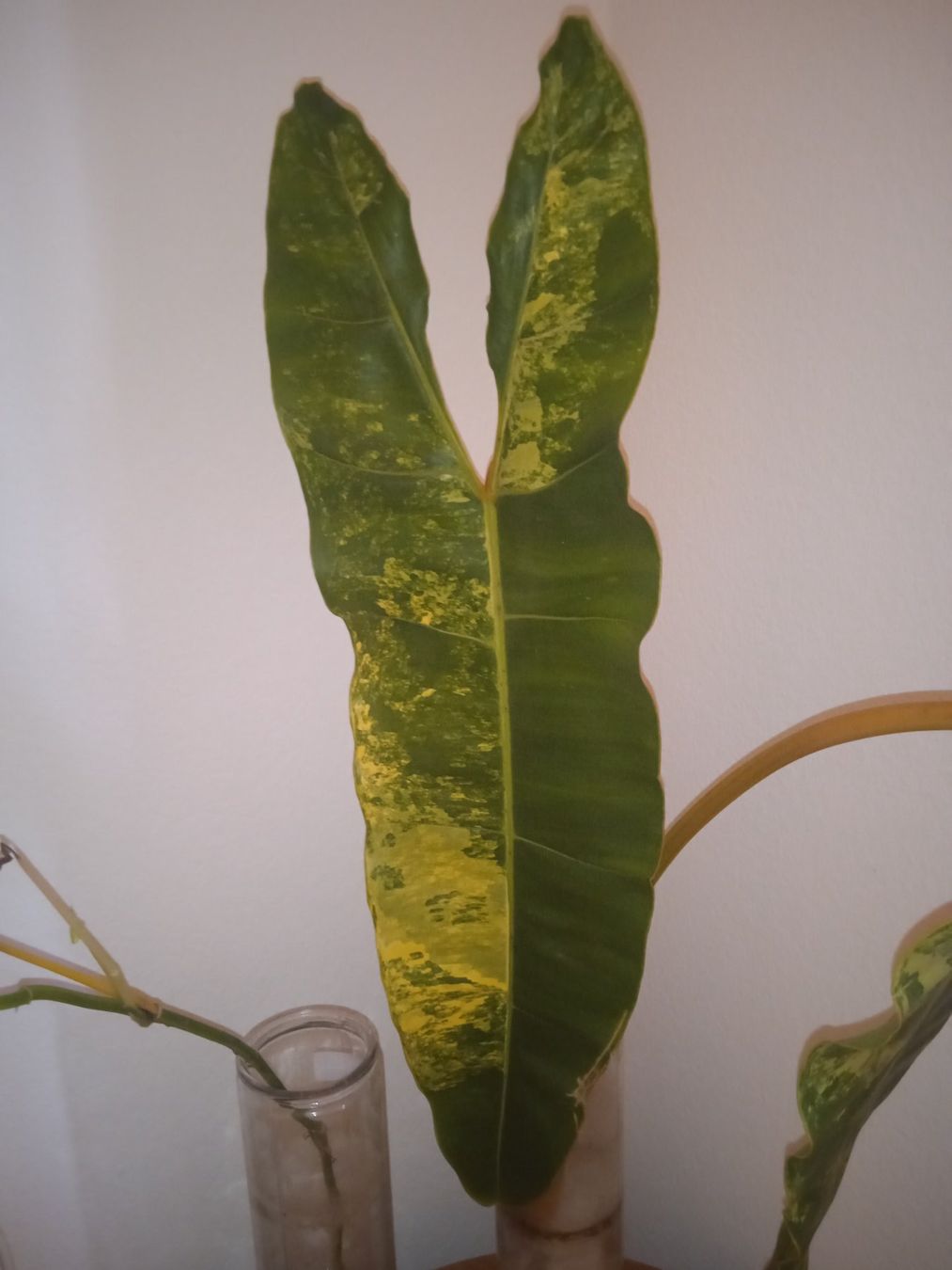 Piante & sementi: Philodendron billiteae xxl 2 feuilles – Usato da Lausanne venduto da kta_tss7 2