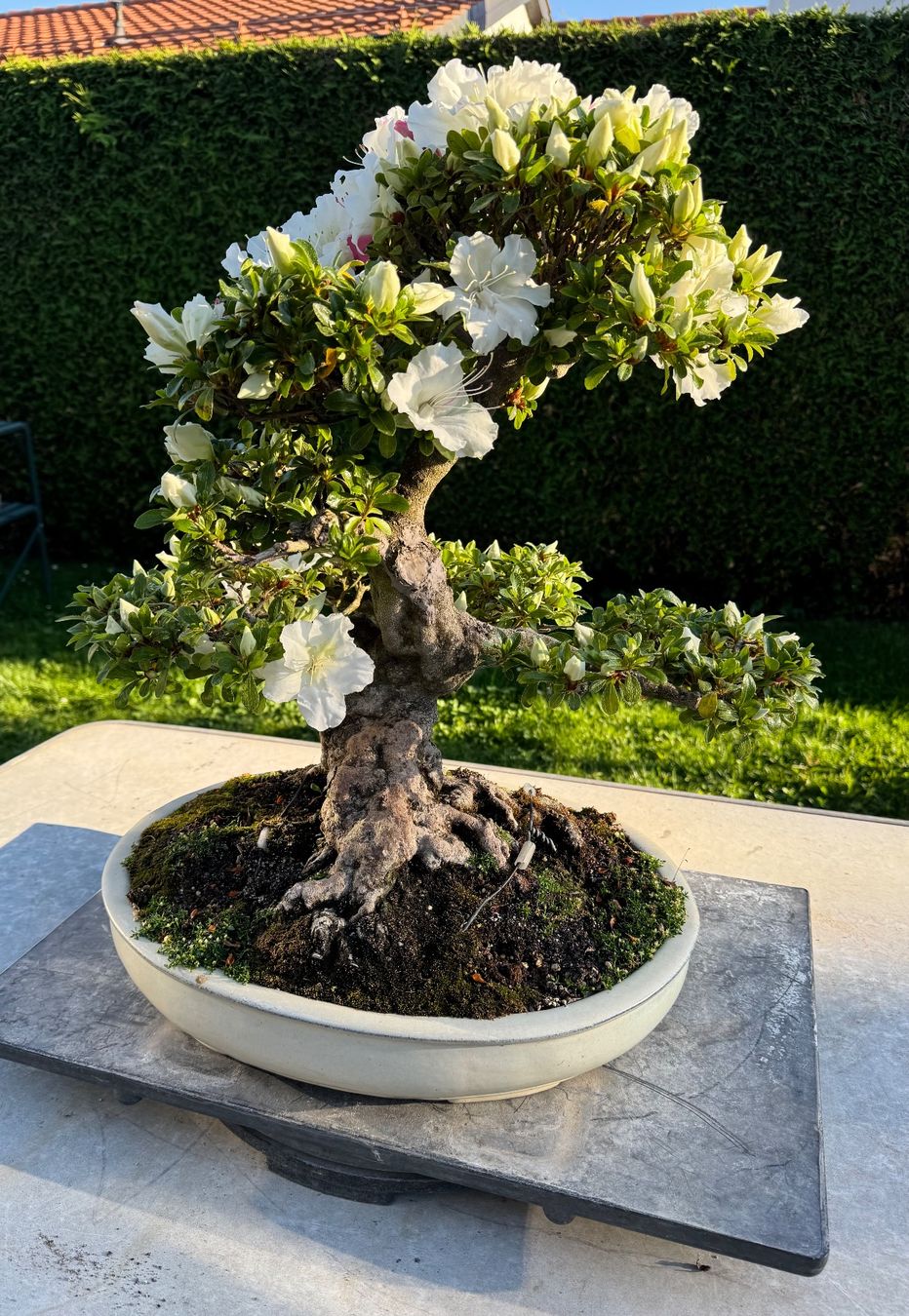Piante & sementi: Bonsai exceptionel: Azalée du Japon – Usato da Epalinges venduto da Wimmsi 1