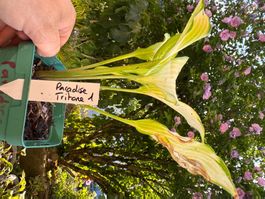 Hosta Paradise Tritone 1