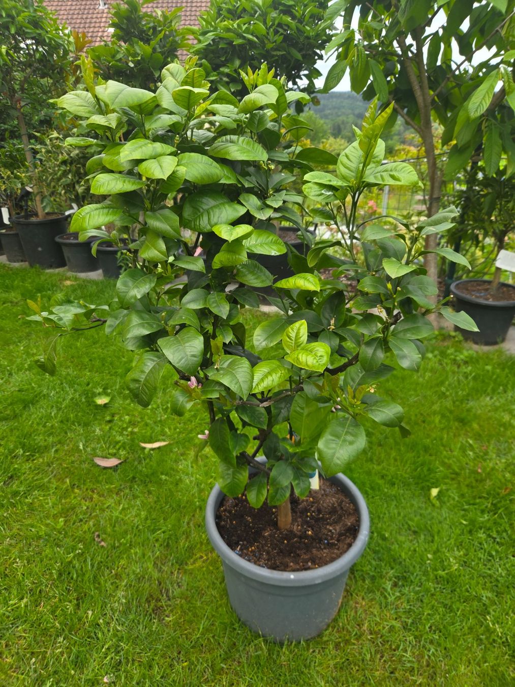 Piante & sementi: Orange baum  arcobal mit Früchten und Blüten – Usato da Unterlunkhofen venduto da tomnova