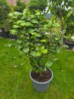 Orange baum  arcobal mit Früchten und Blüten