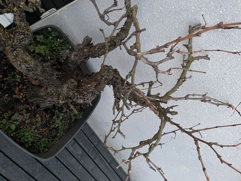 Garten Topf mit alten Rebstock Kaufen auf Ricardo
