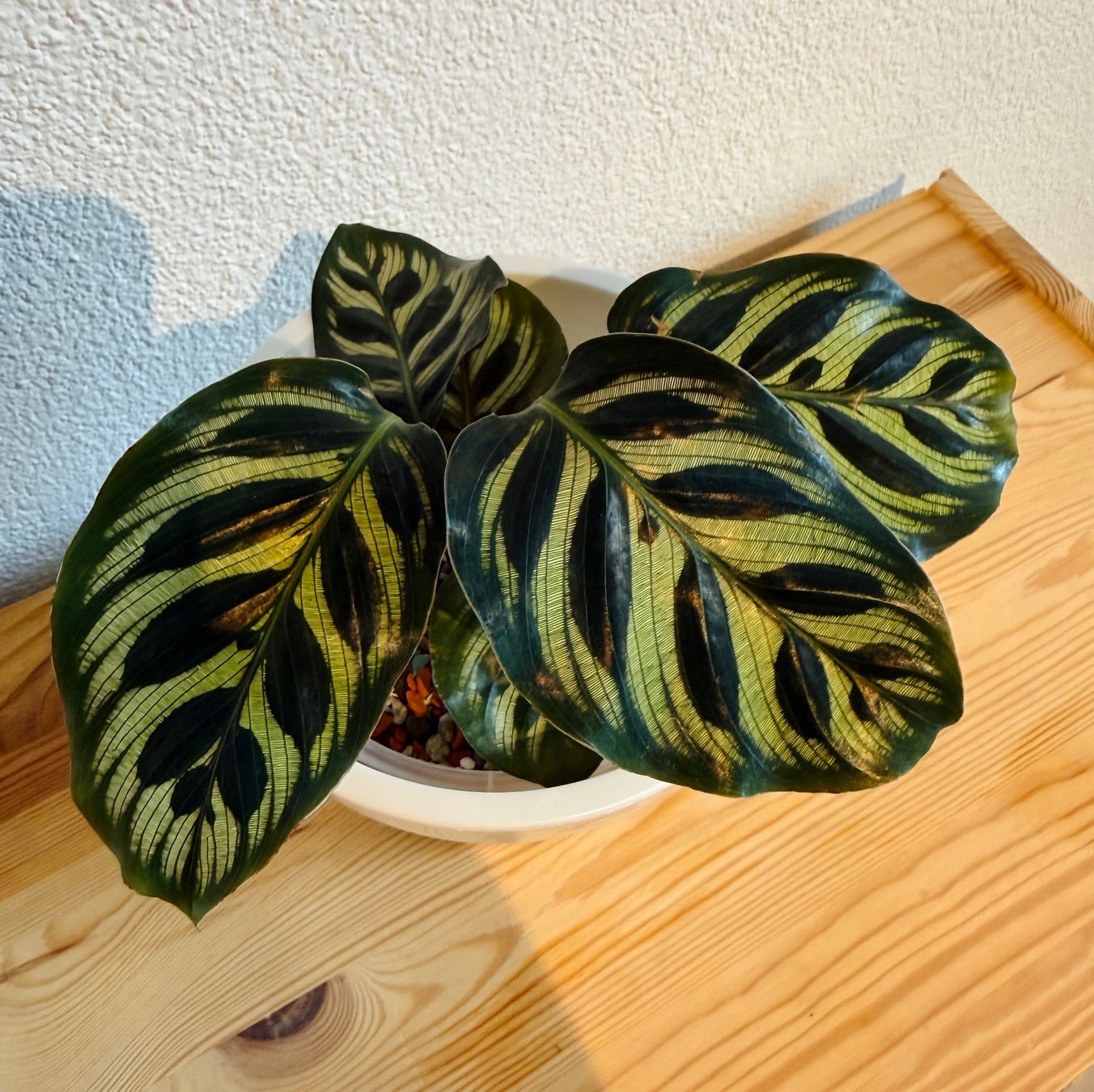 Piante & sementi: Calathea Makoyana (Nr. 2) – Usato da Wald ZH venduto da 2kndPlant 1