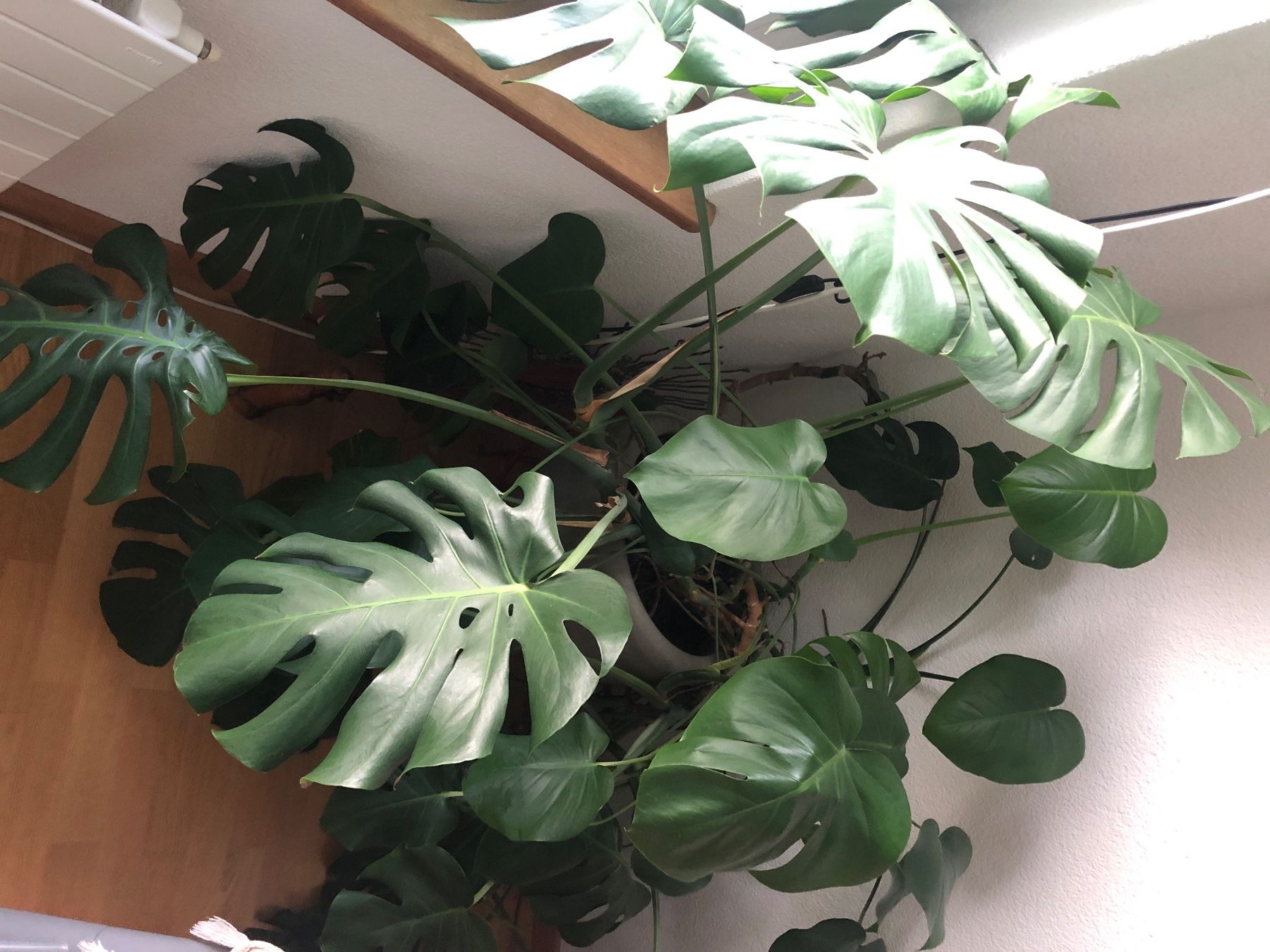 Piante & sementi: Steckling v. Monstera XXL – Usato da Zuerich venduto da Isabelle 3