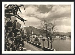 AK Ascona, Vegetazione