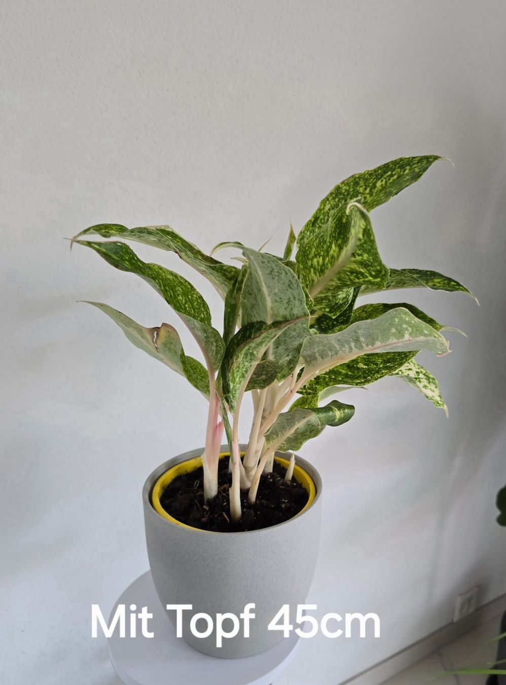 Pflanzen & Samen: Zimmerpflanze Aglaonema – Gebraucht aus Aarburg von Glitzerschein