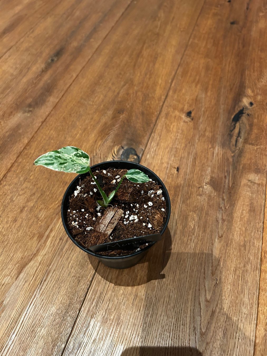Piante & sementi: Monstera Bulbasur Zimmerpflanze – Usato da Wattwil venduto da Mikesplantshop 1