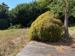 Japanischer Ahorn (Acer palmatum Dissectum)