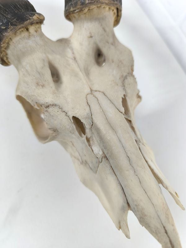 Sonstiges zum Sammeln & Seltenes: afrikanische Impala Antilopen Schädeltrophäe – Gebraucht aus Rüti ZH von Restwert_Rueti_ZH 4