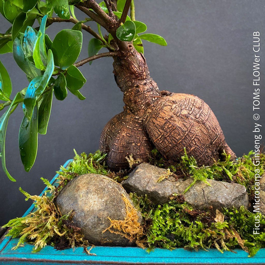 Piante & sementi: Ficus Microcarpa Ginseng - Bonsai-Form – Nuovo e nell'imballaggio originale da Adliswil venduto da astom369 4