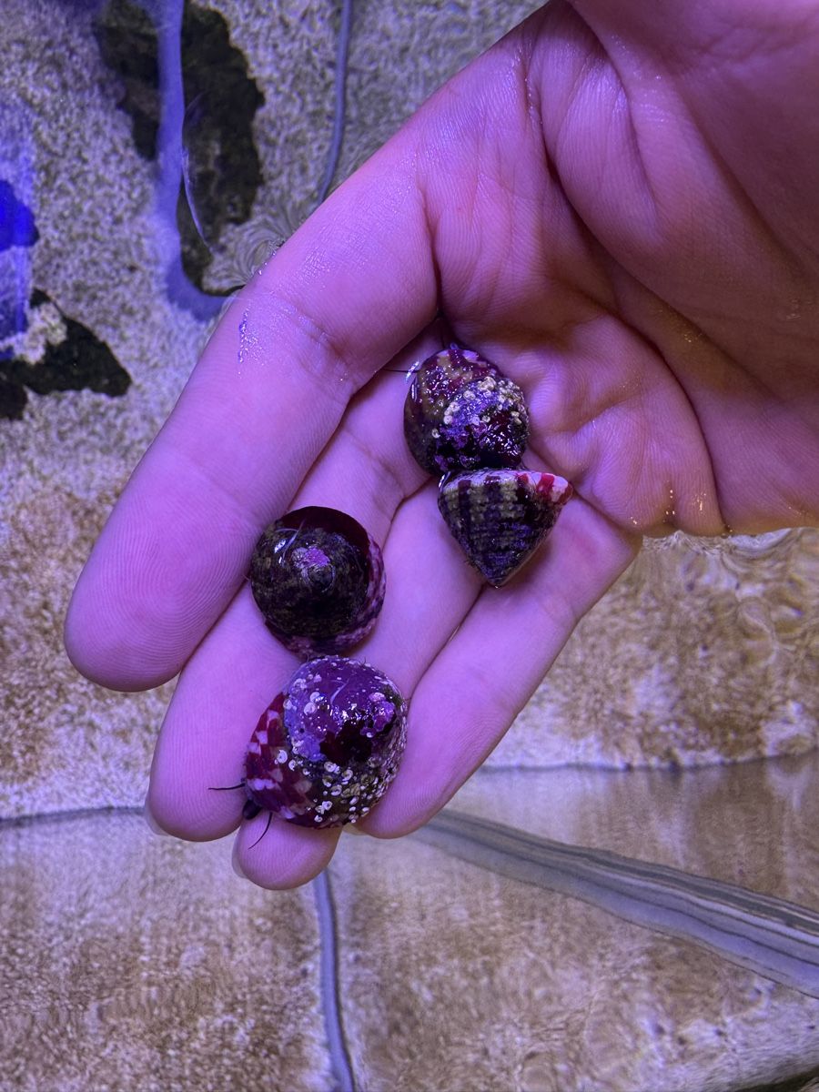 Aquarium: 4 Trochus-Schnecken Snail reef – Neu (gemäss Beschreibung) aus Bern von Sepehr_Bern