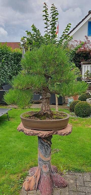 Piante & sementi: Solitär-Bonsai Schwarzkiefer – Usato da Niederwil venduto da Scwa5