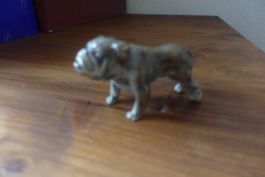 Wiener Bronze Bulldogge