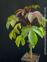 Jatropha gossypiifolia - einzigartige Sammlerpflanze