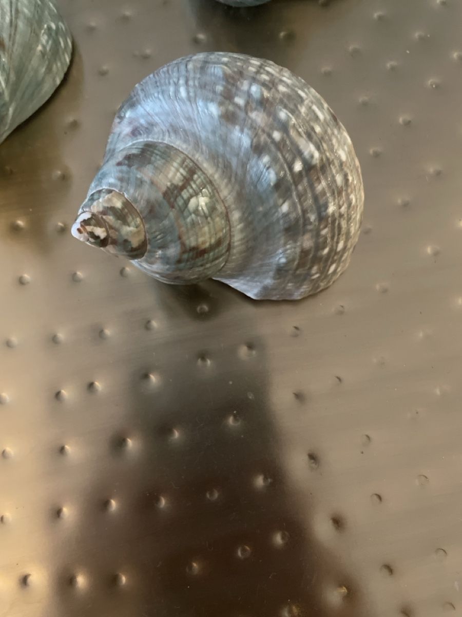 Fossilien: 3.Stk. Wunderschöne grosse blaue Muscheln – Neu (gemäss Beschreibung) aus Brugg AG von naturwarenladen 3