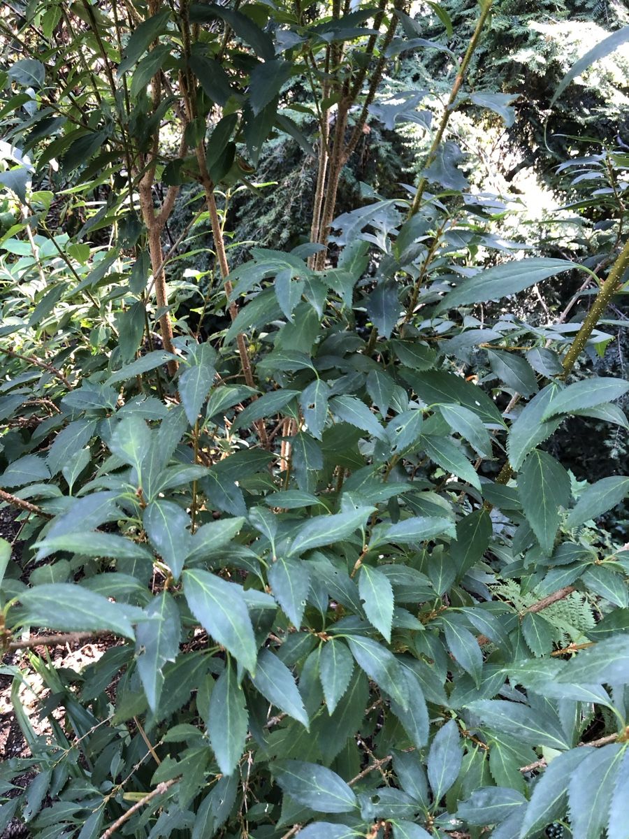 Piante & sementi: Forsythie – Usato da Bischofszell venduto da Claudia.06 1