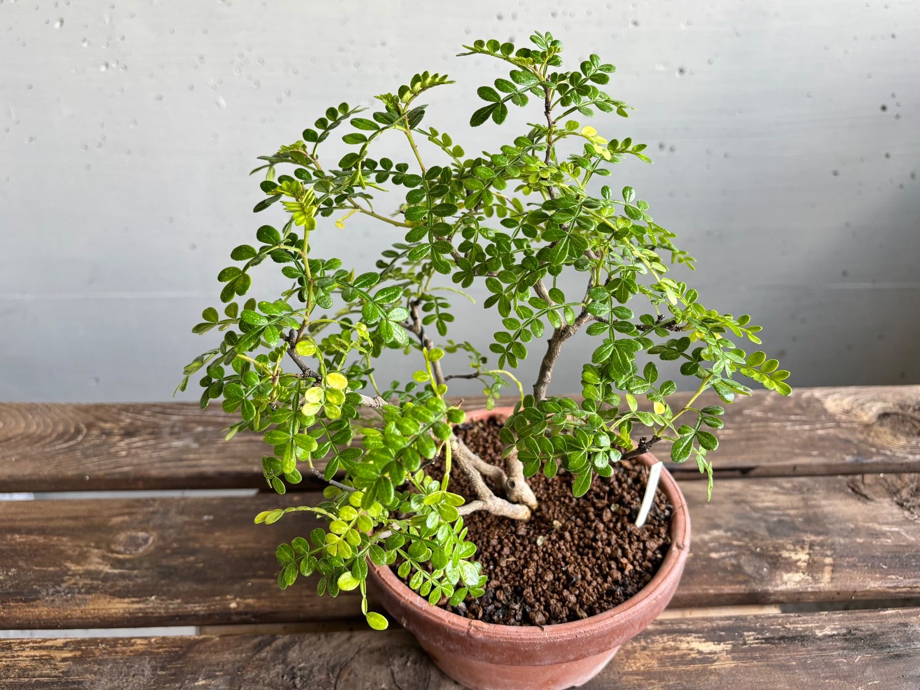 Piante & sementi: Bonsai. Pfefferbaum, Xantoxylum piperitum. Eigenzucht, 4J – Nuovo (secondo la descrizione) da Uster venduto da maguro 6