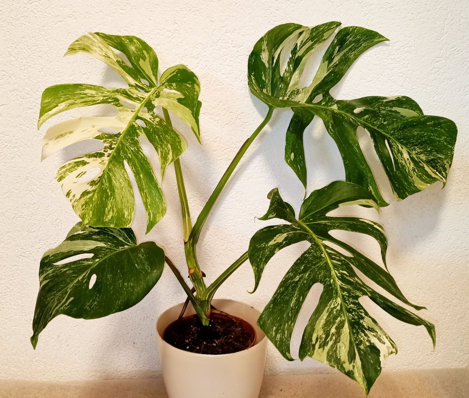 Piante & sementi: Monstera Deliciosa Albo Variegata – Nuovo (secondo la descrizione) da schöftland venduto da UniquePlants