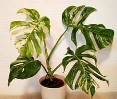 Monstera Deliciosa Albo Variegata