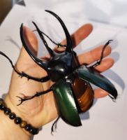 Bandai Gashapon Nashornkäfer aus Japan ca. 13 cm