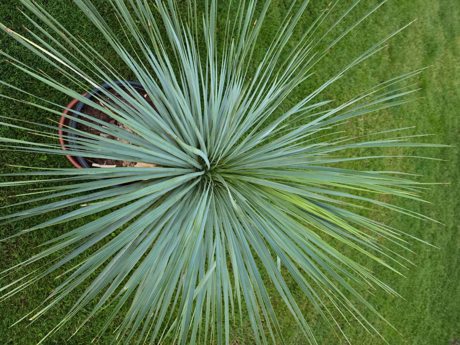 Pflanzen & Samen: Exotischer Hingucker: Yucca Rostrata – Gebraucht aus Aarburg von popkorn65 2