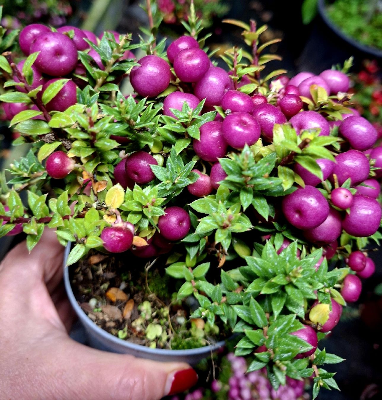 Piante & sementi: Dekorativer Mini-Strauch 20 cm: "PERNETTYA DEL CILE" – Nuovo e nell'imballaggio originale da Rovio venduto da POSITIFFARTandPLANTS 3