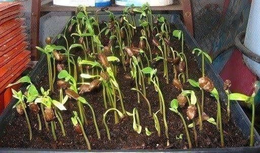 Piante & sementi: Annona Edulis FRUIT TRES RARE 2g – Nuovo (secondo la descrizione) da Bremblens venduto da FIBONACCI369 3