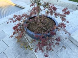 Grosser Pflanzentopf mit Rotem Ahorn