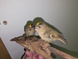 Präparat Golhähnchen Paar