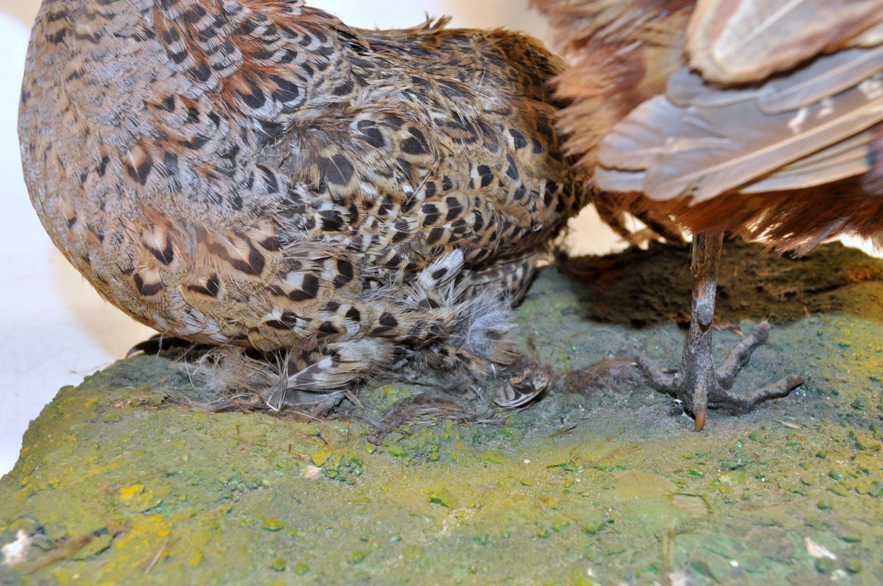 Il mondo degli animali: Couple de faisans naturalisés – Usato da Neuchâtel venduto da Neuchatel 6