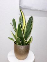 Sansevieria Pflanze Golden Flame Plant w/ Ceramic Pot 56 cm