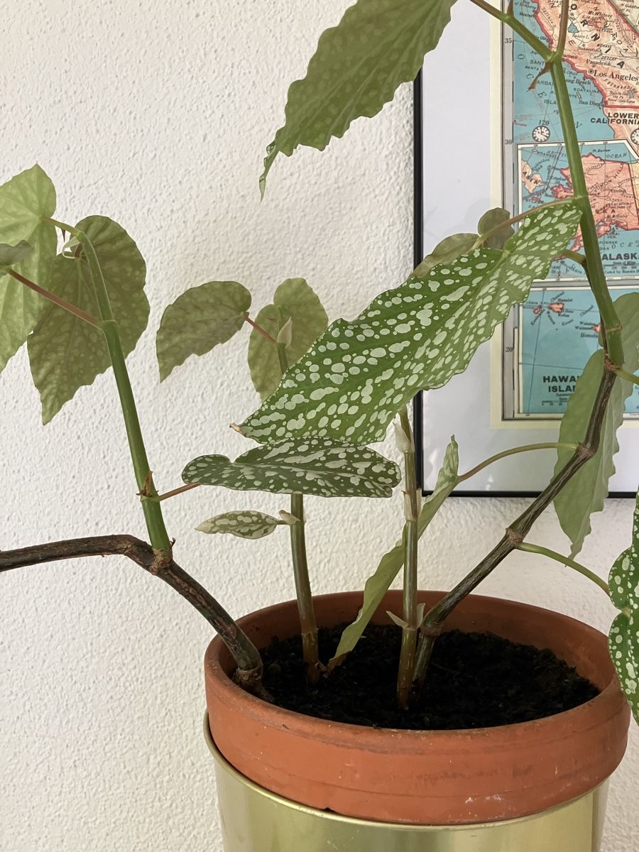 Plantes & graines: Baby Forellen Begonie – D'occasion à Biglen par Maci2005 1