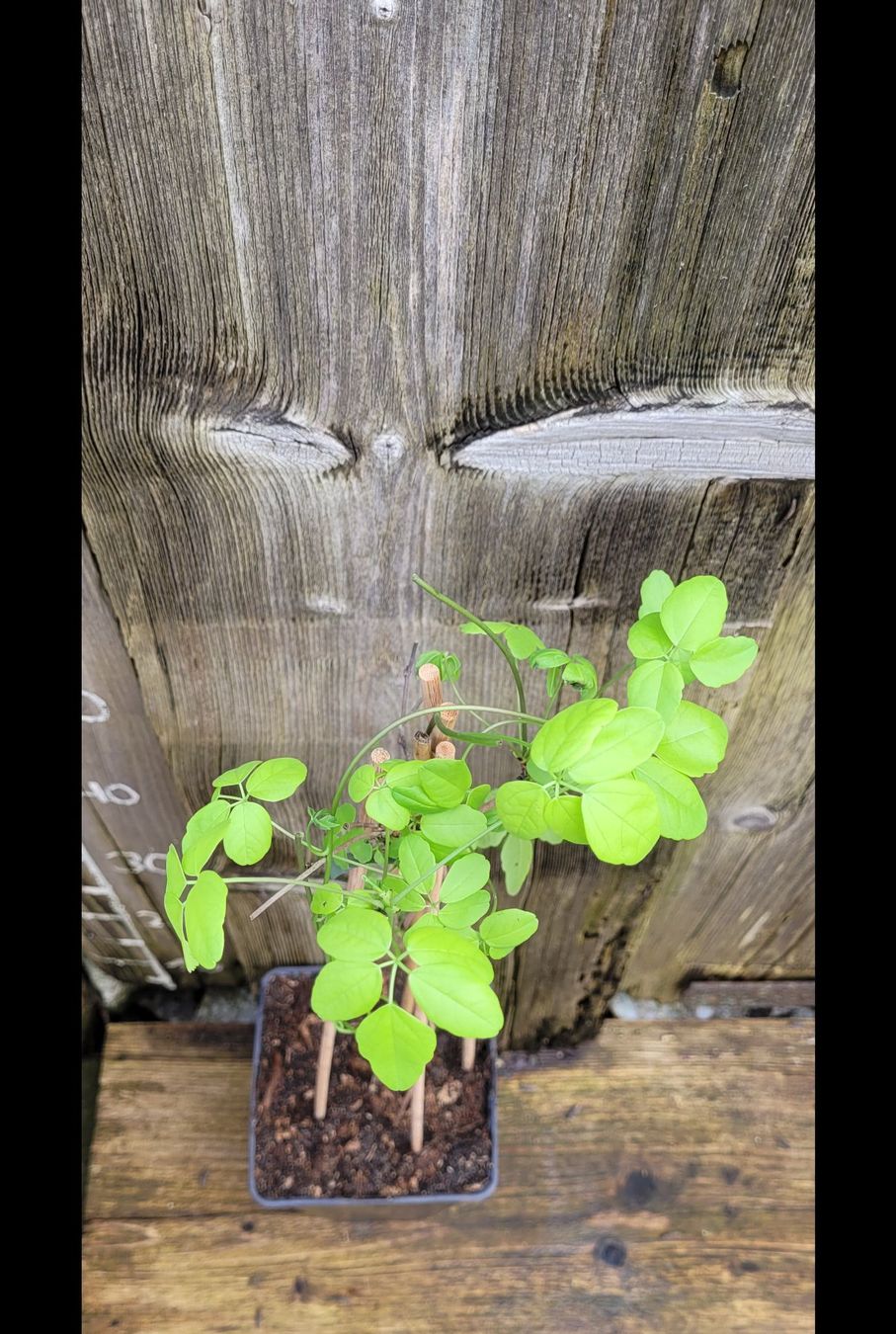 Pflanzen & Samen: Akebia Quinata – Gebraucht aus St.Erhard von  2