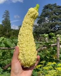 Plantes & graines: Courgette POPCORN  10g – Neuf (Voir description) à Bremblens par FIBONACCI369 1