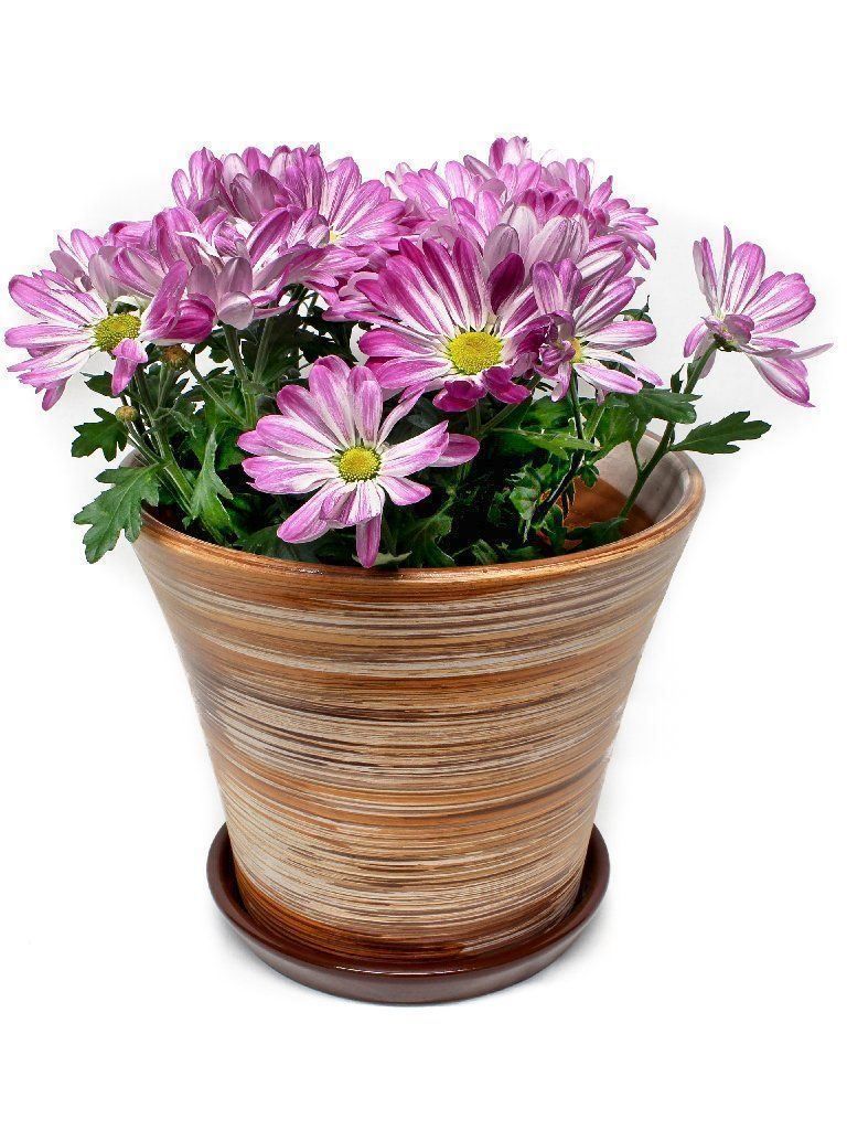 Vasi per fiori: Pflanzentopf/Blumentopf/Tontopf/Garten – Nuovo e nell'imballaggio originale da Zürich venduto da StellaKar 4