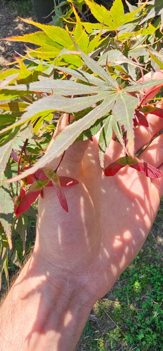 Piante & sementi: Baum Ahorn Acer  – Nuovo (secondo la descrizione) da Zürich venduto da IWORI4 1