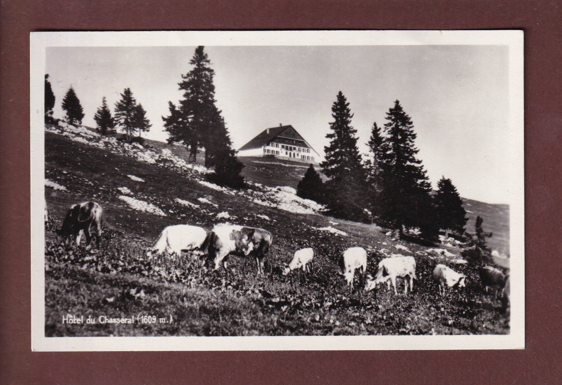 Cartoline postali: Hôtel du CHASSERAL - Vaches - 1950 – Usato da Pully venduto da nicecards