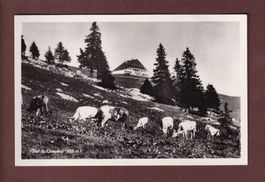 Hôtel du CHASSERAL - Vaches - 1950