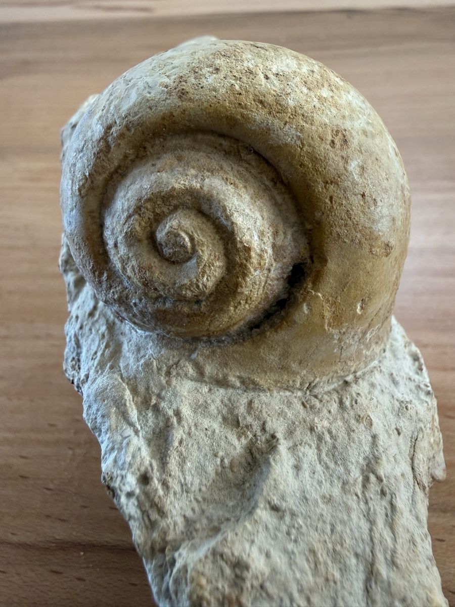 Fossiles: Versteinerte Schnecke – D'occasion à Grenchen par Bastet007 4
