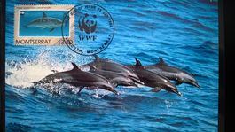 Montserrat 1990 Satz WWF Delphine Maximumkarten