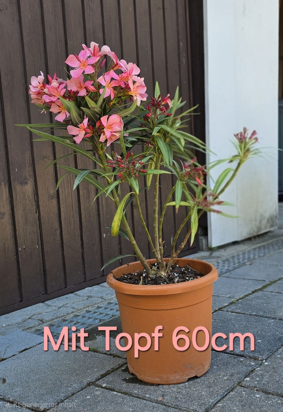 Piante & sementi: Oleander blühend  ☀️ – Usato da Aarburg venduto da popkorn65