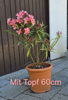 Oleander blühend  ☀️